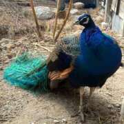 ヒメ日記 2026/02/15 00:01 投稿 天性のやわらかさ『りま』 ESSENCE