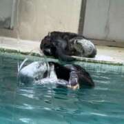 ヒメ日記 2026/04/05 14:29 投稿 天性のやわらかさ『りま』 ESSENCE