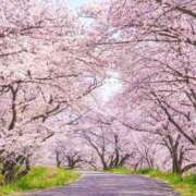 ヒメ日記 2026/03/19 09:31 投稿 るか 横浜人妻ヒットパレード（シンデレラグループ）