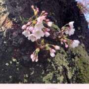 ヒメ日記 2025/04/16 21:31 投稿 小栗しゅう ABC 岩手ソープ