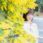 ヒメ日記 2025/03/19 07:18 投稿 たんぽぽ フォーシーズン