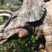 たんぽぽ 音声入り🦖探検中の様子 フォーシーズン