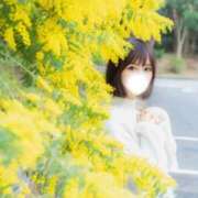 ヒメ日記 2026/03/19 22:18 投稿 たんぽぽ フォーシーズン