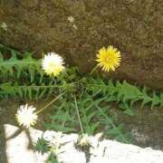 たんぽぽ 咲いてた(˶' ᵕ ' ˶) フォーシーズン