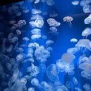 逢花　しいな ありがとう🫶 CUORE(クオレ)