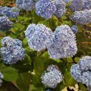 ヒメ日記 2025/07/11 21:15 投稿 黒沢りほ お姉さんCLUB