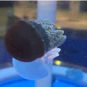 大石　いずみ 今週は😊 ソープランド蜜 人妻・美熟女専門店