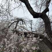 ヒメ日記 2026/03/29 14:59 投稿 来望（くるみ） エスペランサ新館