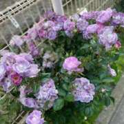 ヒメ日記 2025/11/17 12:19 投稿 わこ 大塚デリ姫