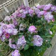 ヒメ日記 2026/04/06 14:00 投稿 わこ 大塚デリ姫