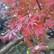 ヒメ日記 2024/12/30 22:54 投稿 はな 東京♂風俗の神様 町田・相模原店