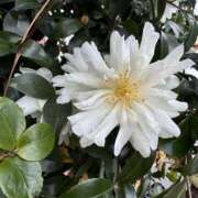 ヒメ日記 2025/01/19 13:14 投稿 はな 東京♂風俗の神様 町田・相模原店