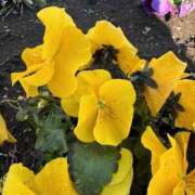 ヒメ日記 2025/01/29 18:31 投稿 はな 東京♂風俗の神様 町田・相模原店