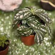 ヒメ日記 2025/05/03 11:31 投稿 はな 東京♂風俗の神様 町田・相模原店