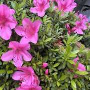 ヒメ日記 2025/06/15 22:01 投稿 はな 東京♂風俗の神様 町田・相模原店