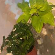 ヒメ日記 2025/08/08 17:11 投稿 はな 東京♂風俗の神様 町田・相模原店