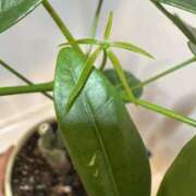 ヒメ日記 2025/09/13 11:31 投稿 はな 東京♂風俗の神様 町田・相模原店