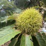 ヒメ日記 2025/10/09 09:51 投稿 はな 東京♂風俗の神様 町田・相模原店