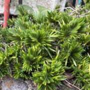 ヒメ日記 2025/10/23 22:41 投稿 はな 東京♂風俗の神様 町田・相模原店