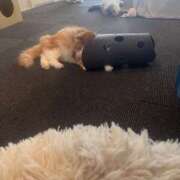 ヒメ日記 2025/11/15 09:41 投稿 はな 東京♂風俗の神様 町田・相模原店