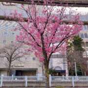 ヒメ日記 2025/04/10 00:43 投稿 キララ バニーコレクション千葉栄町店