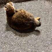 ヒメ日記 2025/04/14 00:38 投稿 キララ バニーコレクション千葉栄町店