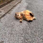 ヒメ日記 2025/04/19 18:25 投稿 キララ バニーコレクション千葉栄町店