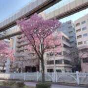 キララ 🐸🌸 バニーコレクション千葉栄町店