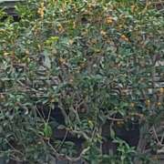 ヒメ日記 2025/10/11 23:25 投稿 さつき 人妻小旅行～神奈川県央編