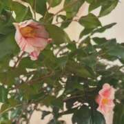 ヒメ日記 2025/01/21 19:55 投稿 しほり ハピネス東京 吉原店