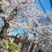 ヒメ日記 2025/04/04 14:46 投稿 しほり ハピネス東京 吉原店