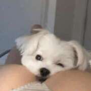 ヒメ日記 2025/02/17 03:01 投稿 れん★モデル顔負け最高級素人★ 渋谷S級素人清楚系デリヘル chloe