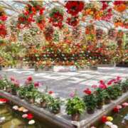 ヒメ日記 2024/12/09 06:03 投稿 リリア ミセスコレクション