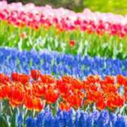 ヒメ日記 2024/12/11 05:33 投稿 リリア ミセスコレクション