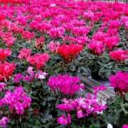 ヒメ日記 2024/12/12 05:43 投稿 リリア ミセスコレクション