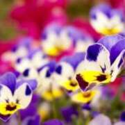 ヒメ日記 2024/12/15 05:23 投稿 リリア ミセスコレクション