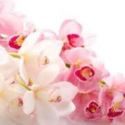 ヒメ日記 2024/12/17 06:03 投稿 リリア ミセスコレクション