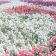 ヒメ日記 2024/12/21 06:03 投稿 リリア ミセスコレクション