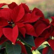 ヒメ日記 2024/12/22 06:14 投稿 リリア ミセスコレクション