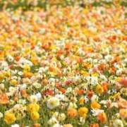 ヒメ日記 2024/12/28 05:53 投稿 リリア ミセスコレクション