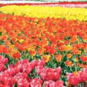 ヒメ日記 2025/01/03 05:14 投稿 リリア ミセスコレクション