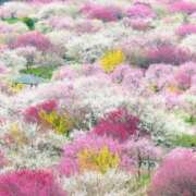 ヒメ日記 2025/01/04 06:13 投稿 リリア ミセスコレクション