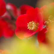 ヒメ日記 2025/01/05 06:23 投稿 リリア ミセスコレクション