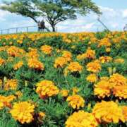 ヒメ日記 2025/01/07 05:33 投稿 リリア ミセスコレクション