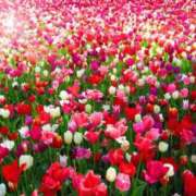 ヒメ日記 2025/01/08 04:43 投稿 リリア ミセスコレクション