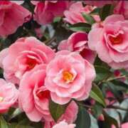 ヒメ日記 2025/01/09 05:53 投稿 リリア ミセスコレクション