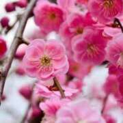 ヒメ日記 2025/01/13 05:43 投稿 リリア ミセスコレクション