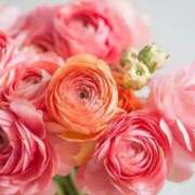 ヒメ日記 2025/01/16 05:23 投稿 リリア ミセスコレクション