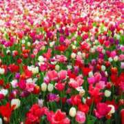 ヒメ日記 2025/01/19 05:13 投稿 リリア ミセスコレクション