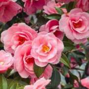 ヒメ日記 2025/01/22 05:43 投稿 リリア ミセスコレクション